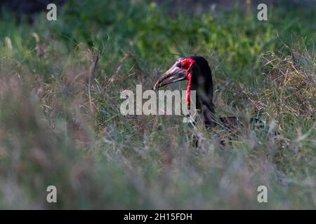 Una terra meridionale Hornbill, Bucorvus leadbeateri, caccia nell'erba lunga. Voi, Tsavo, Kenya Foto Stock