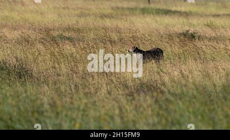 Un ghepardo, Acynonix jubatus, cammina in erba alta. Seronera, Parco Nazionale Serengeti, Tanzania Foto Stock