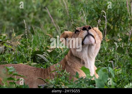 Una leonessa, Panthera leo, riposata sull'erba e guardando verso l'alto. Ndutu, Ngorongoro Conservation Area, Tanzania. Foto Stock