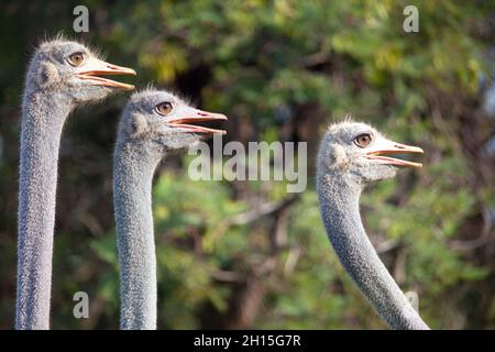 Struzzo africano maschio che corre nel cespuglio, facendo un passo sull'erba lunga Foto Stock