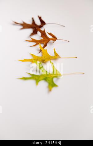 Foglie d'autunno - foglie d'autunno colorate su sfondo bianco ritagliate foglie d'autunno colorate Foto Stock