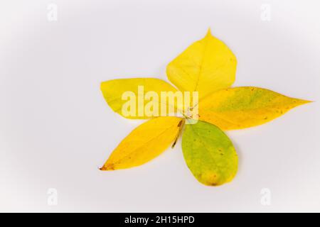 Foglie d'autunno - foglie d'autunno colorate su sfondo bianco ritagliate foglie d'autunno colorate Foto Stock
