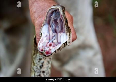 Uomo caucasico che rimuove un serpente da un giardino privato Africa, Botswana, pitone gigante Foto Stock