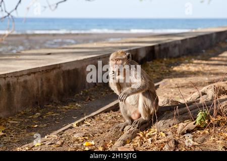 Scimmia selvatica mangiare frutta. Macaque si siede sulla riva del mare. Foto Stock