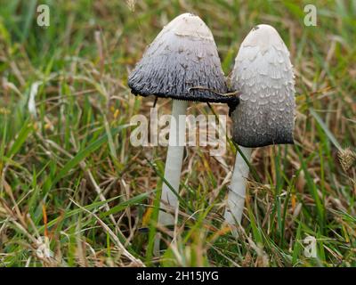 Funghi di mane di Shaggy che crescono su un prato, Quebec, Canada Foto Stock