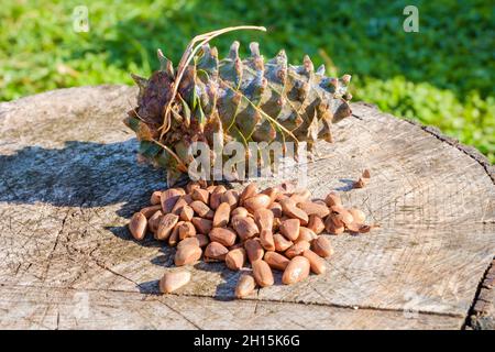 Pinoli con cono di pino fresco imbevuto di resina su un ceppo di albero. Messa a fuoco selettiva. Foto Stock