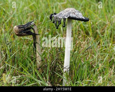 Vecchi funghi di mane Shaggy che crescono su un prato, Quebec, Canada Foto Stock