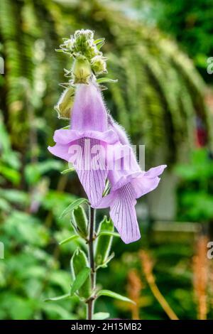 Ceratotheca è un genere di piante della famiglia Pedaliaceae, noto come foxglove africano Foto Stock