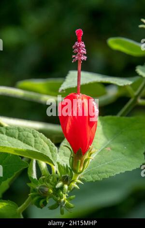 Malvaviscus arboreus è una specie di pianta della famiglia degli hibiscus, Malvaceae knwon come manto di cera Foto Stock