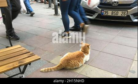 Izmir, Izmir, Turchia. 14 Ott 2021. Stray Cat Napping nella strada del distretto di Goztepe a Izmir Turchia (Credit Image: © Uygar Ozel/ZUMA Press Wire) Foto Stock