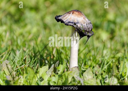 Vecchi funghi di mane Shaggy che crescono su un prato, Quebec, Canada Foto Stock