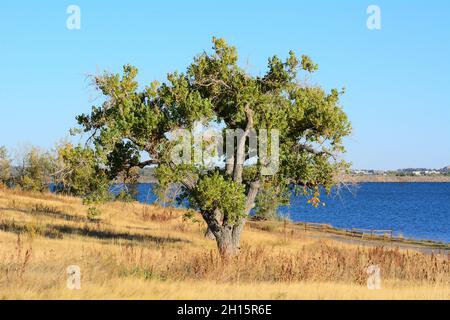 Albero orientale del cottonwood o deltoide del Populus sul bordo del lago con erbe d'autunno dorate asciutte Foto Stock