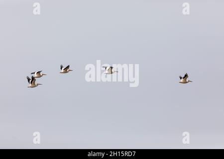 I pellicani bianchi americani volano sopra Starved Rock sul fiume Illinois Foto Stock