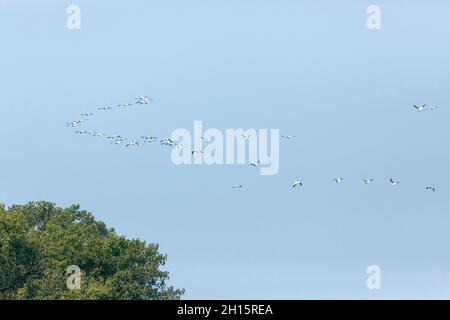 I pellicani bianchi americani volano sopra Starved Rock sul fiume Illinois Foto Stock