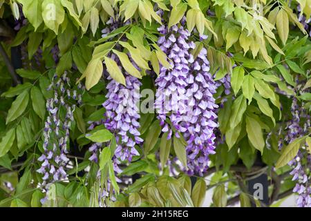 Glicine sinensis, glicine cinese, in fiore Foto Stock