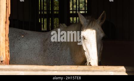 Cavallo bianco che guarda fuori dalla finestra stabile con il suo volto tra luce e ombra Foto Stock