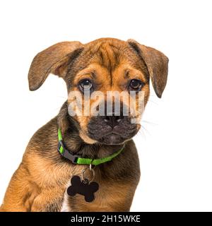 Testa di un cane allerta cucciolo crossbreed indossando un collare verde e un tag di identificazione vuoto, isolato Foto Stock