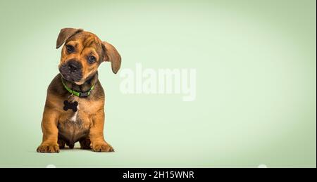 Cucciolo seduto crossbreed cane, su uno sfondo verde pastello Foto Stock