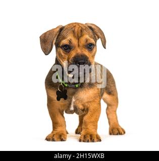 Cucciolo in piedi crossbreed cane, isolato Foto Stock