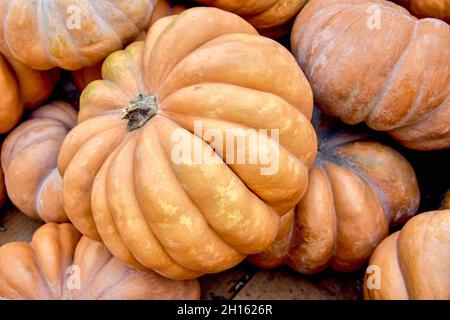 La zucca di formaggio di Long Island è una vecchia varietà di Heirloom e la sua carne dolce e liscia è conosciuta per fare la torta superiore della zucca. Foto Stock