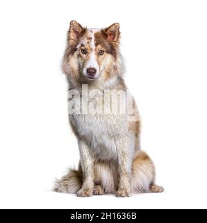 Aussie Siberian. È un misto cani da allevamento - Pastore australiano con Husky siberiano Foto Stock
