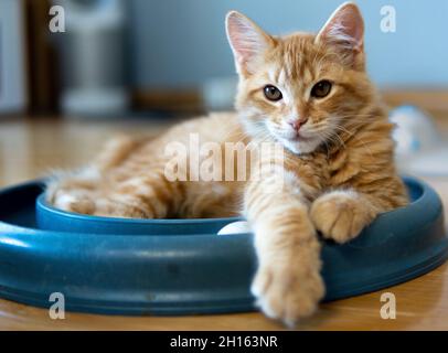 Un gattino arancione (zenzero) si siede su un giocattolo Foto Stock