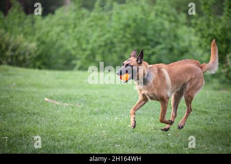 Malinois Belgian Shepherd dog correre in un parco e giocare a prendere una palla, in un gioco di cane chiamato fetching, tradizionale per l'educazione canina. Pictur Foto Stock