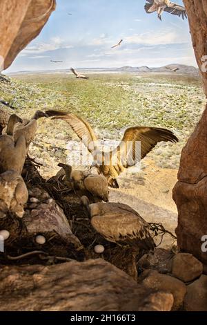 capo avvoltoio in un nido con uova in Otse Botswana Foto Stock