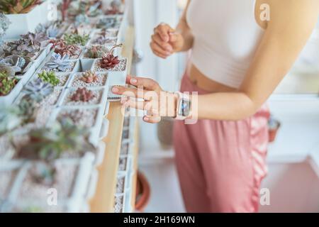 La signora aggraziata con smartwatch prende bello succulent dalla cremagliera all'interno Foto Stock