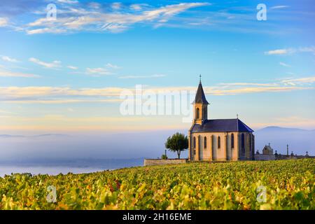 Vineyards and church in Beaujolais with a large blue sky at sunrise, France Stock Photo