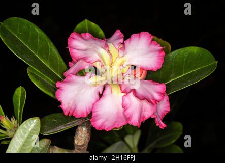Splendido fiore rosa e bianco di Adenium obesum, African Desert Rose, con petali volati e foglie di verde intenso su sfondo nero Foto Stock