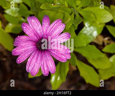 Vivace fiore viola di Osteospermum, africano / Capo Daisy, con gocce di pioggia su petali e sfondo di foglie verde brillante, in Australia Foto Stock