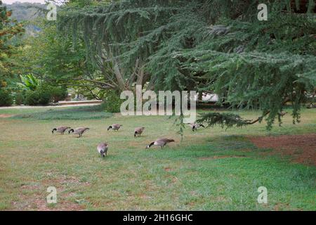 Oche pascolare lungo la tenuta Maymont a Richmond, Virginia. Foto Stock