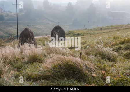 le balle di fieno si trovano in un campo appena falciato. Foto Stock