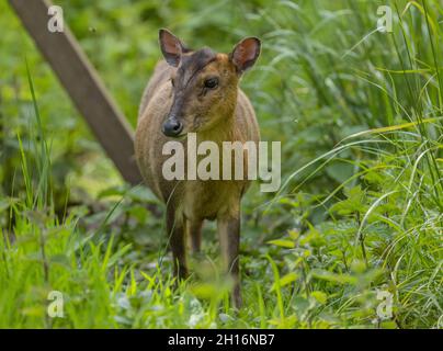 Muntjac di Reeves, Muntiacus reevesi, presso la Riserva di Titchwell, Norfolk. Introdotto nel Regno Unito. Foto Stock