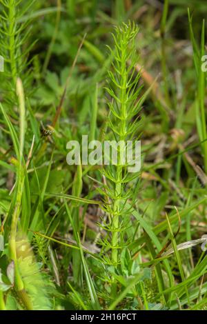 Foglia di caraway corlata, Carum verticillatum, che mostra la struttura. Rhos Pasture, Galles. Foto Stock