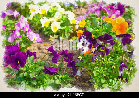 Acquerello disegno di bello multicolore giallo viola viola arancione blu pantano fiori o pantie pianta con i volti vividi e foglie verdi sulla casa g Foto Stock