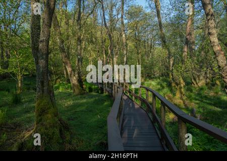 Wet Alder carr Woodland in Gwenffrwd-Dinas, RSPB Reserve, Carmarthenshire, Galles Foto Stock