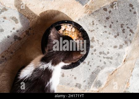 Vista dall'alto dell'adorabile gattino con pelliccia bianca e nera che mangia pezzi di carne dalla ciotola sulla superficie ruvida Foto Stock