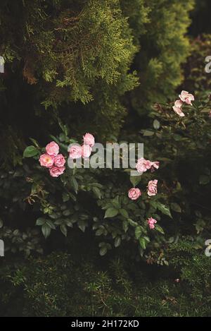 Cespugli in fiore verde con germogli in fiore di rose rosa fresche che crescono sotto la tuja sempreverde nel parco botanico Foto Stock