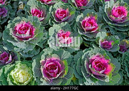 Foglie di piante di cavolo fresco viola e bianco brassica oleracea Foto Stock