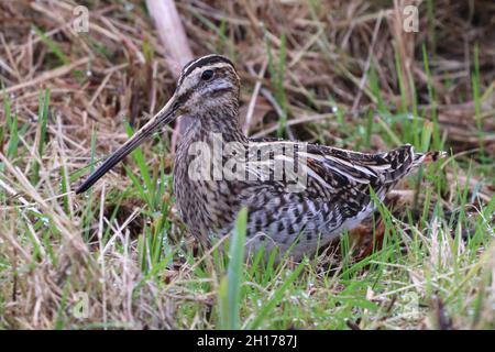 Snipe alla riserva naturale RSPB Leighton Moss Foto Stock