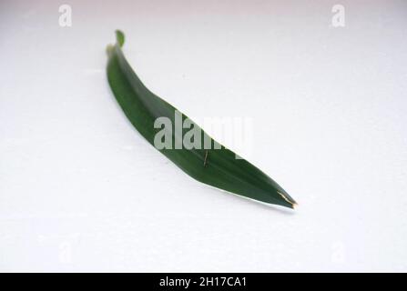 Foto ad alta risoluzione di foglie verdi su sfondo bianco. Foto Stock