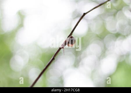 Una piccola lumaca striscia lungo un ramo sottile su uno sfondo giallo sfocato con cerchi Foto Stock