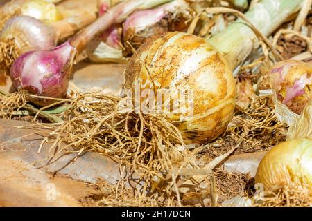 Primo piano di un bulbo di cipolla appena raccolto con le radici ancora attaccate. Foto Stock