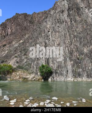 Un solitario cespuglio vicino al fiume sullo sfondo di una roccia Foto Stock