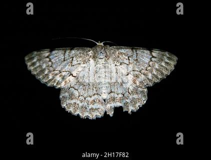 Falena bianca australiana di Looper, Pingasa Chlora. Grande falena con intricati motivi lacy su ali bianche, sfondo nero, Tamborine Mountain, Queensland Foto Stock