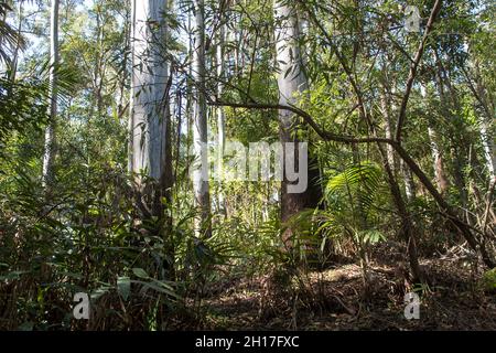 Densa, verde sottobosco di foresta pluviale subtropicale pianeggiante con tronchi di gum-tree, palme e branzini. Sunny, primavera, Tamborine Mountain, Australia. Foto Stock