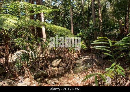 Felce di albero, cooperi di Cyathea, felce di albero di lacy, in ruscello asciutto-letto nella foresta pluviale subtropicale, con le zingere native, eucalipti, montagna di Tamborine, Australia. Foto Stock