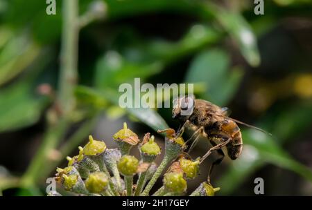 Drone affusolato Fly nutrimento da un fiore d'Ivy. Foto Stock